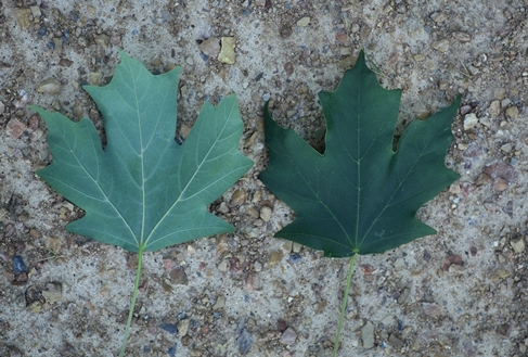 {Acer barbatum}